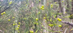 Leptomeria acida