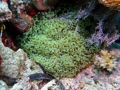 Fimbriaphyllia ancora
