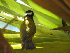 Melithreptus albogularis