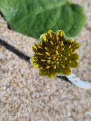 Arctotheca populifolia