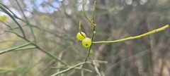 Leptomeria acida