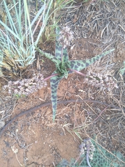 Ledebouria luteola