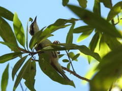 Melithreptus albogularis