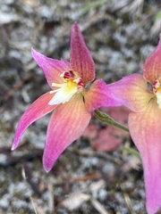 Caladenia × spectabilis