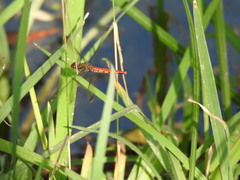 Sympetrum risi