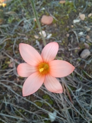 Romulea jugicola