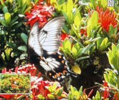 Papilio ascalaphus