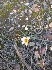 Romulea jugicola