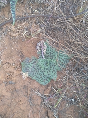 Ledebouria ovatifolia