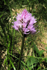 Traunsteinera globosa