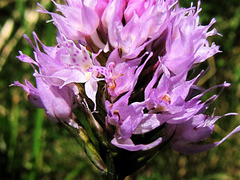 Traunsteinera globosa