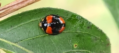 Coccinellinae
