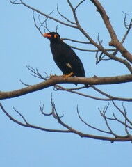 Gracula religiosa
