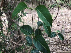 Parsonsia leichhardtii