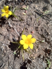 Moraea fugacissima