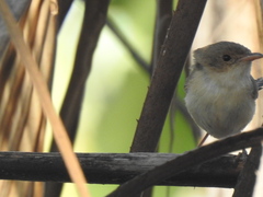 Malurus melanocephalus