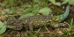 Sceloporus malachiticus