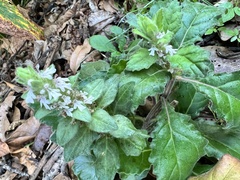 Ajuga taiwanensis