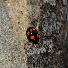 Paropsisterna sexpustulata