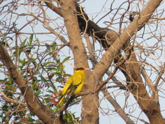 Oriolus chinensis