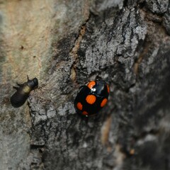 Paropsisterna sexpustulata