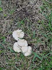 Lycoperdon pratense
