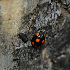Paropsisterna sexpustulata