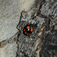 Paropsisterna sexpustulata