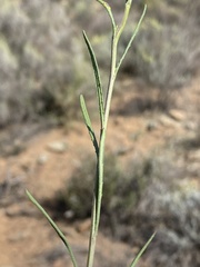 Senecio burchellii
