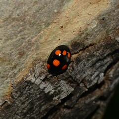 Paropsisterna sexpustulata