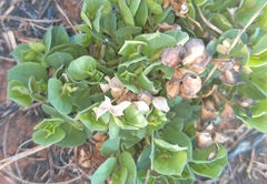 Dyschoriste setigera