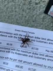 Scotophaeus blackwalli