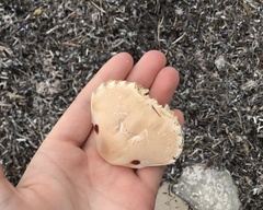 Ovalipes australiensis