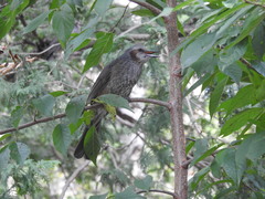 Hypsipetes amaurotis