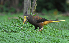 Psarocolius angustifrons