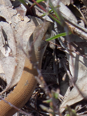 Pygopus lepidopodus
