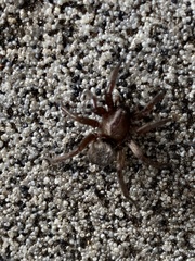 Scotophaeus blackwalli