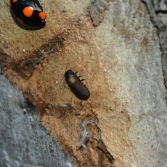 Paropsisterna sexpustulata