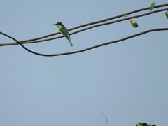 Merops viridis