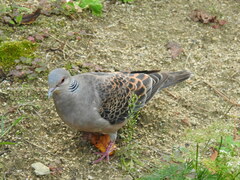 Streptopelia orientalis