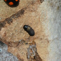 Paropsisterna sexpustulata