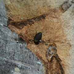 Paropsisterna sexpustulata