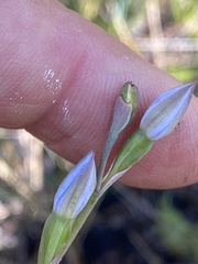 Thelymitra pauciflora