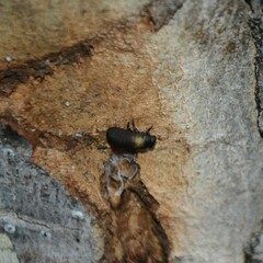 Paropsisterna sexpustulata