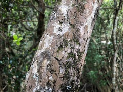 Planchonella cotinifolia