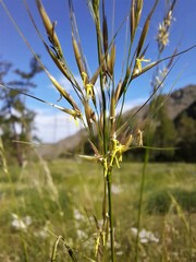 Stipa splendens