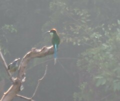 Merops viridis