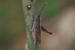 Phlaeoba antennata