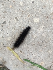 Arctiinae