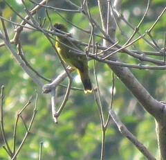 Brachypodius melanocephalos